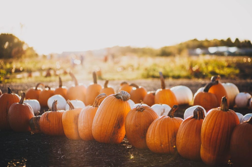 Fall activities in Mississauga